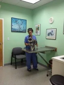 Exam Room II with Maite, our senior techician, and Lady, waiting for her treat